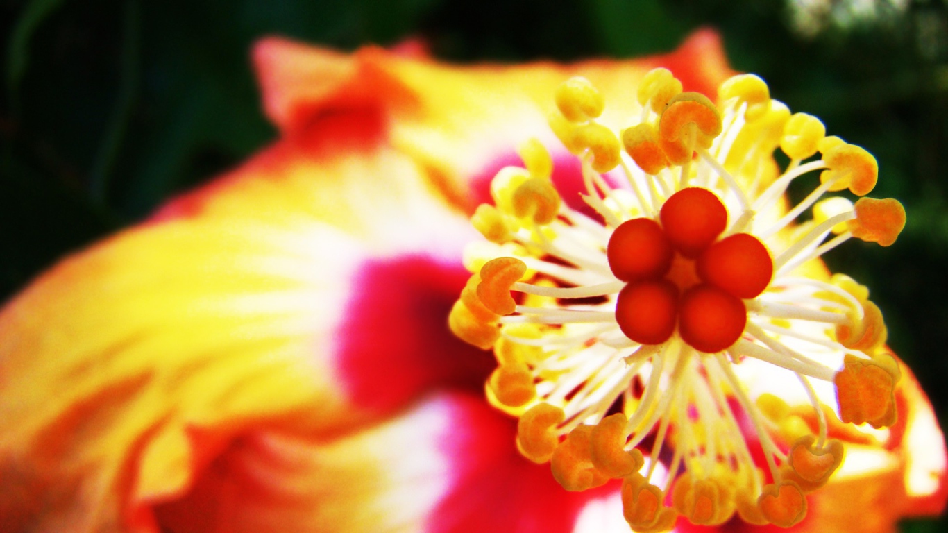 Пестик с тычинками