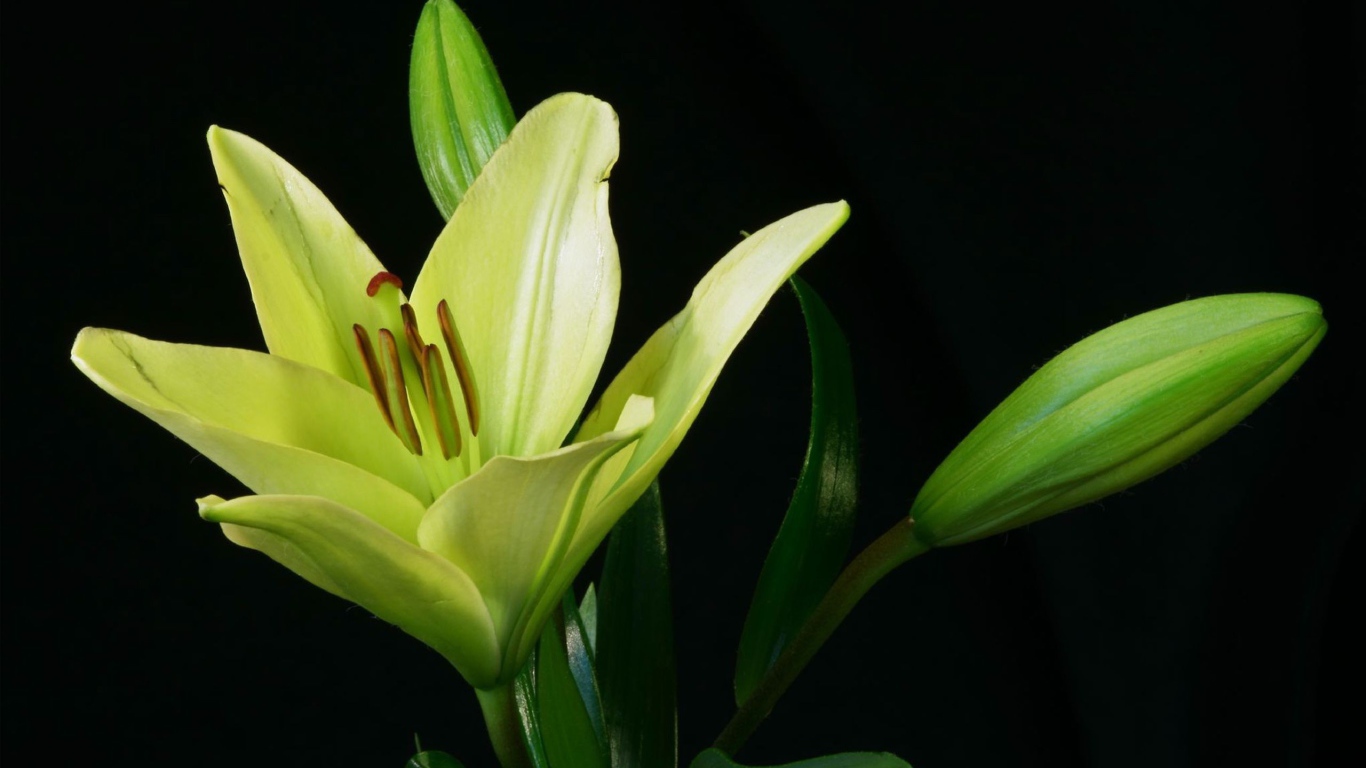 Желтая лилия и бутоны