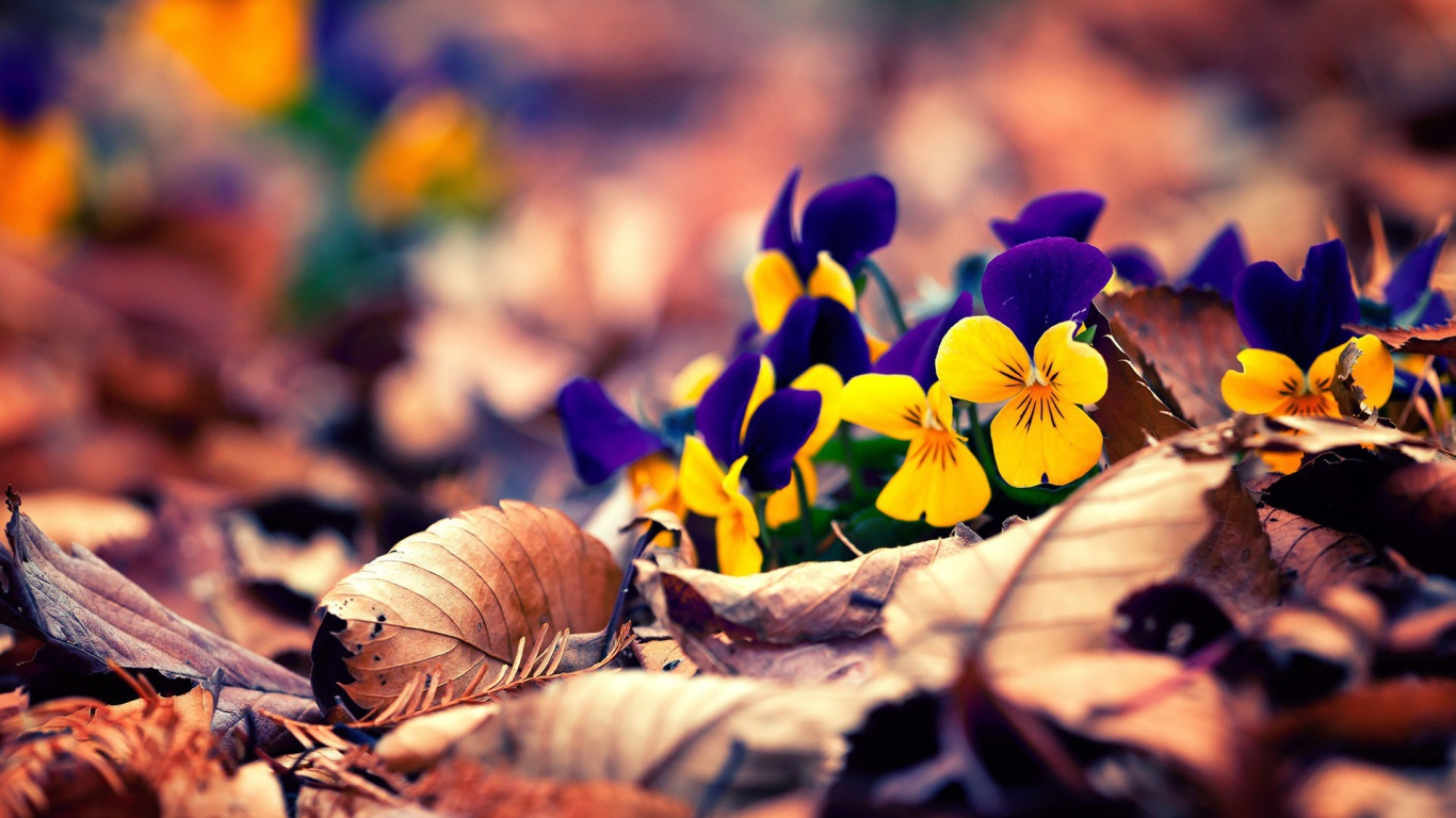 Желто синие цветы в сухих листьях