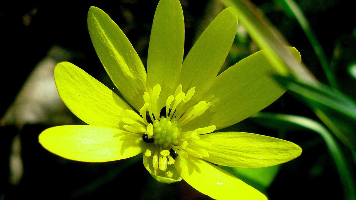 Желтый цветок с жуками