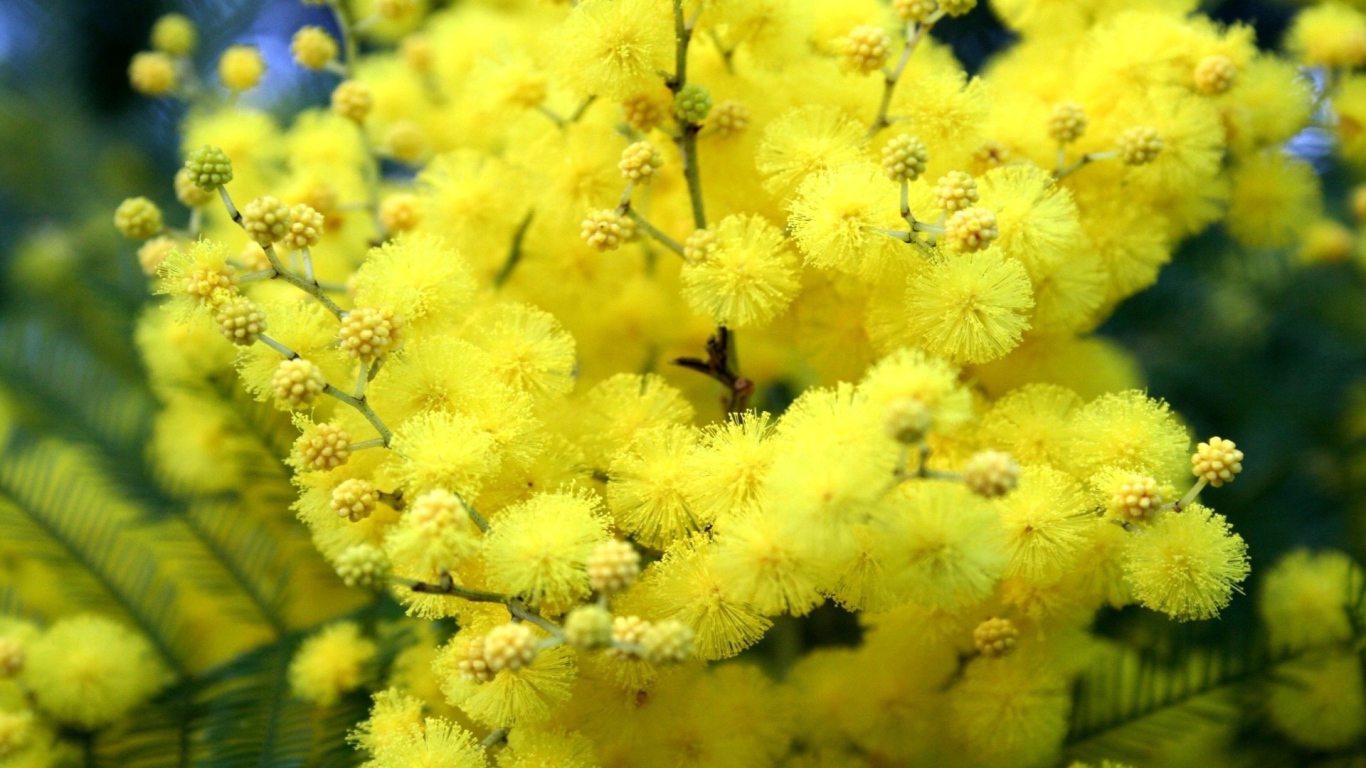 Желтые цветы весной