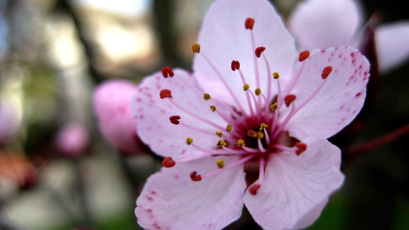 Увеличенный цветок вишни