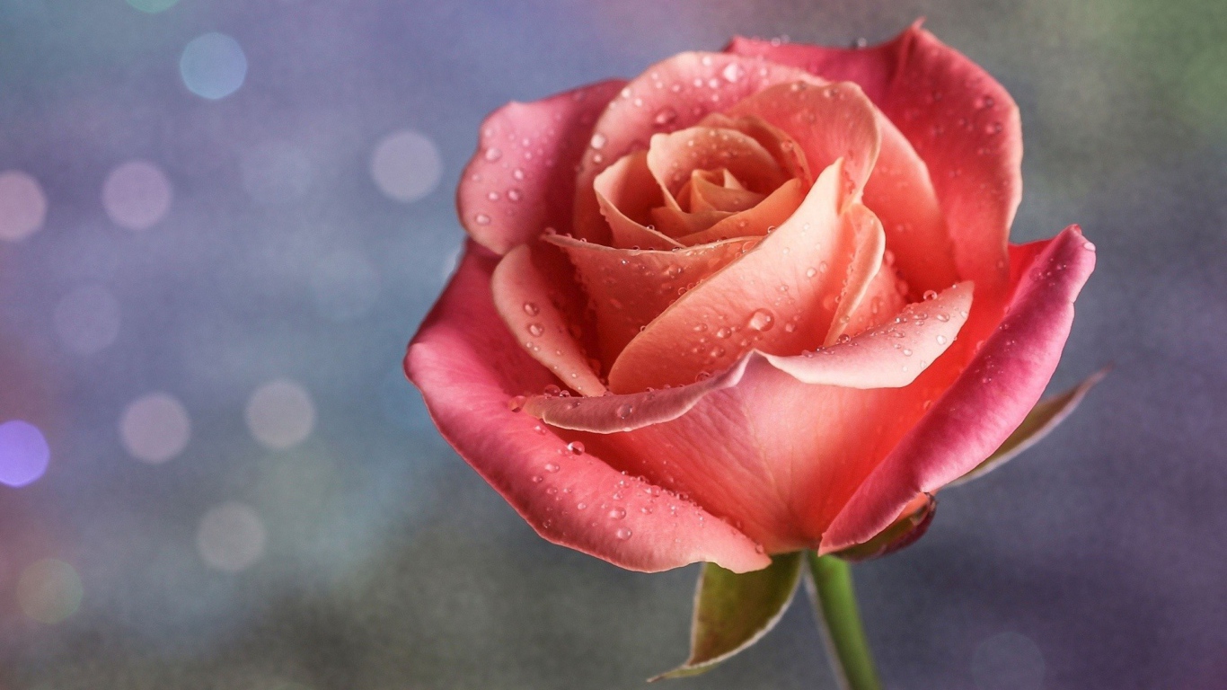 Капли дождя на розе