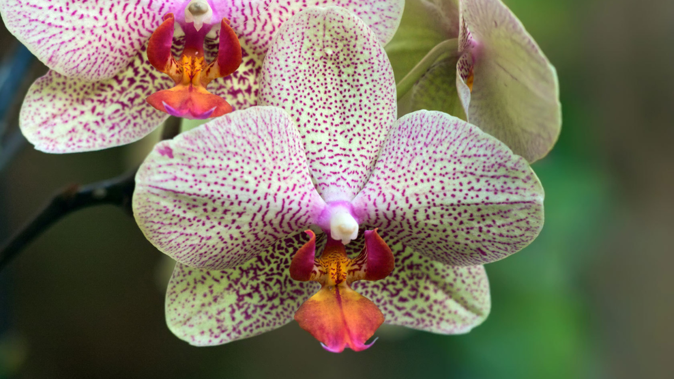 Пятнистая орхидея