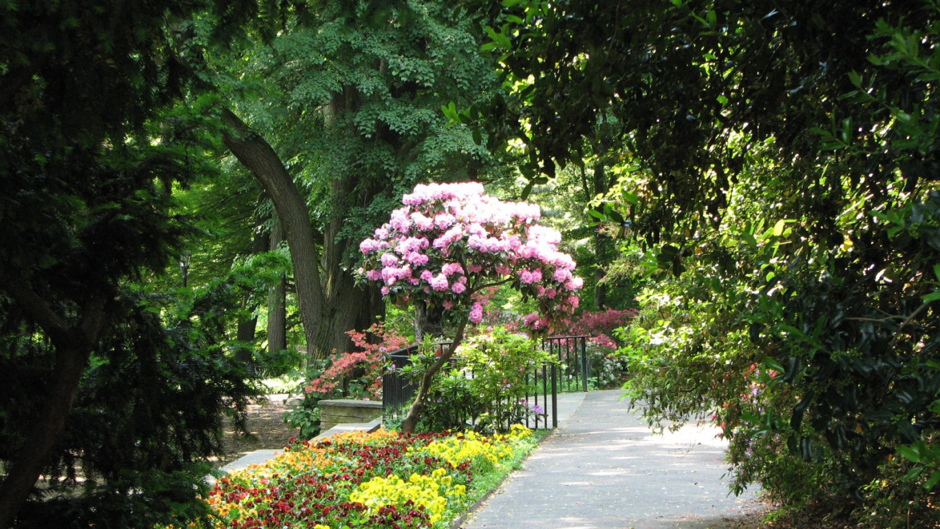 Дерево с розовыми цветами в парке