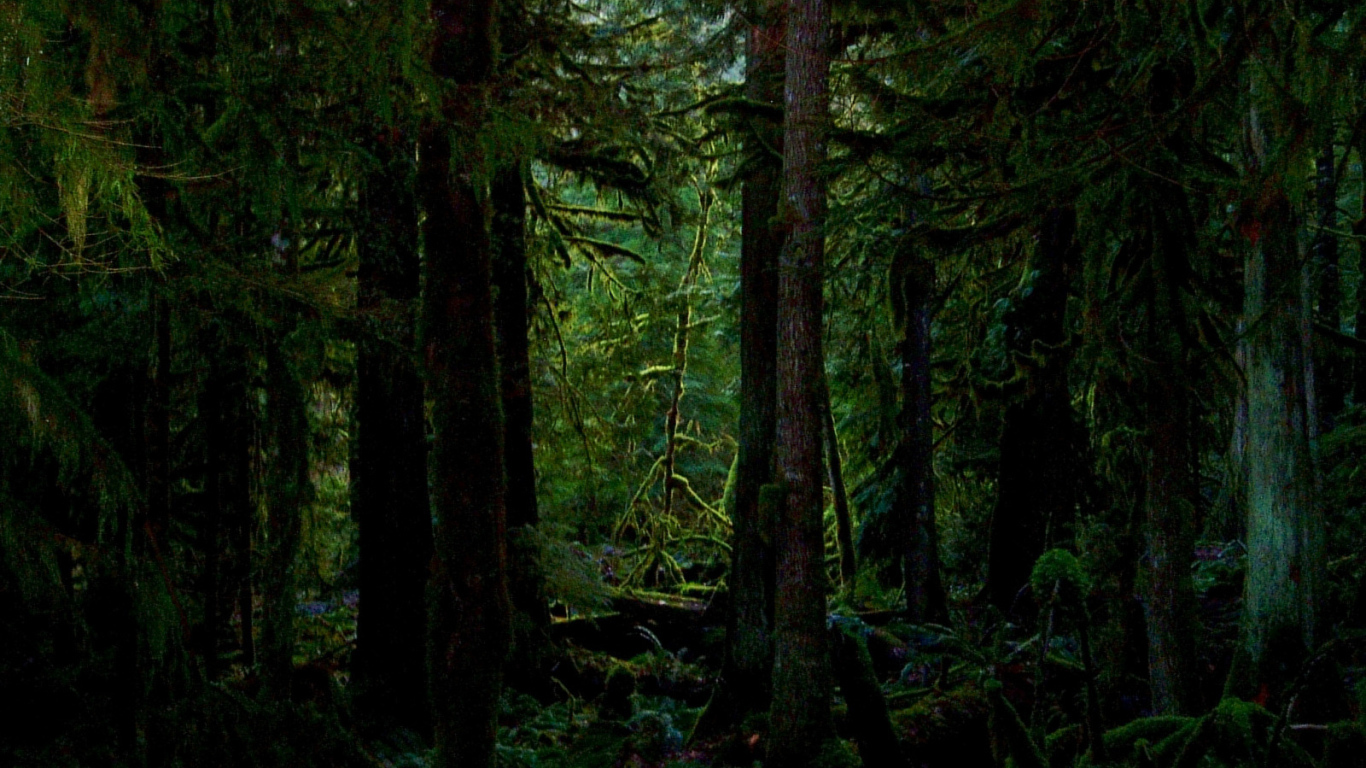 Дремучий лес во мху