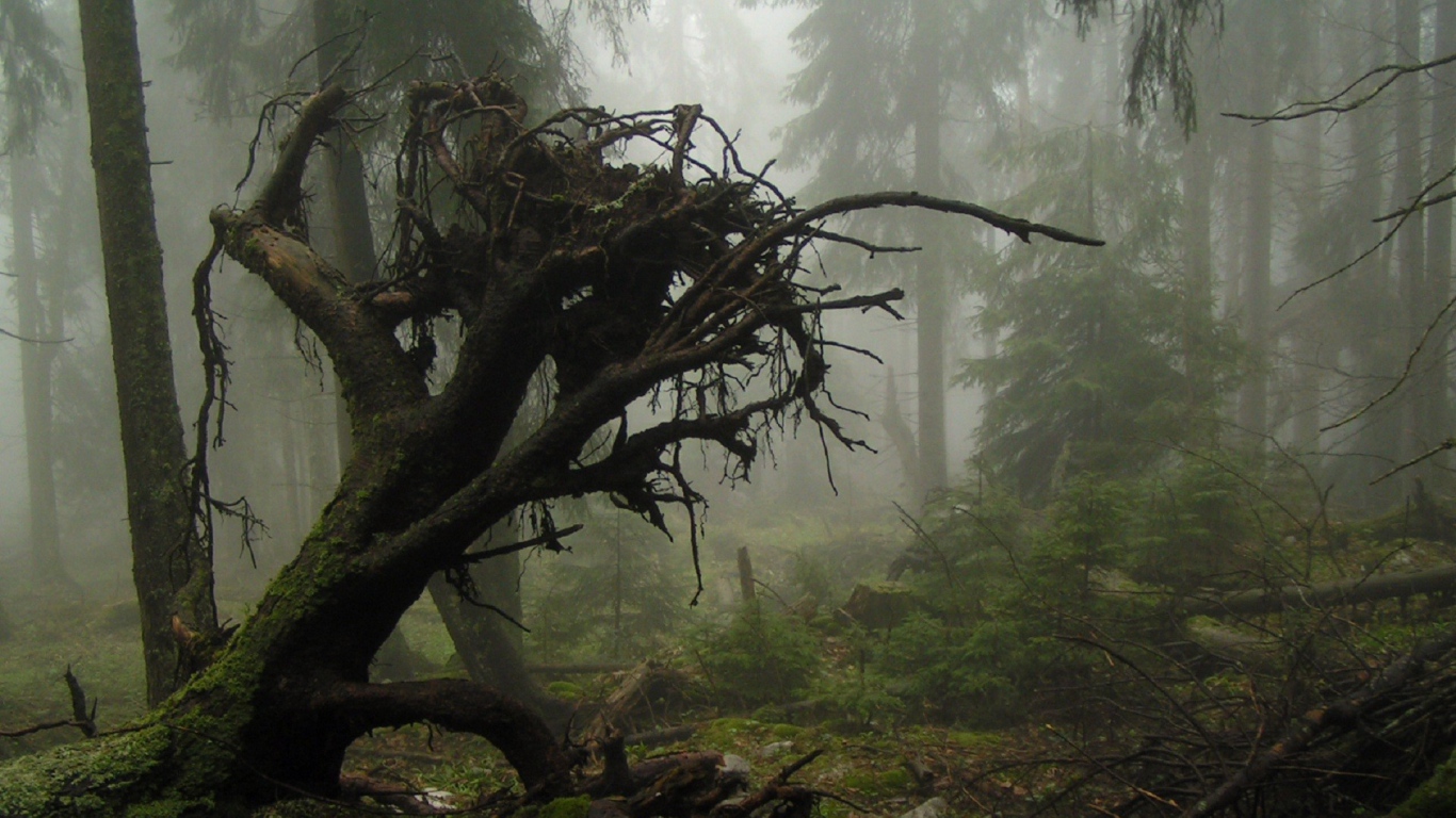 Корни упавшего дерева