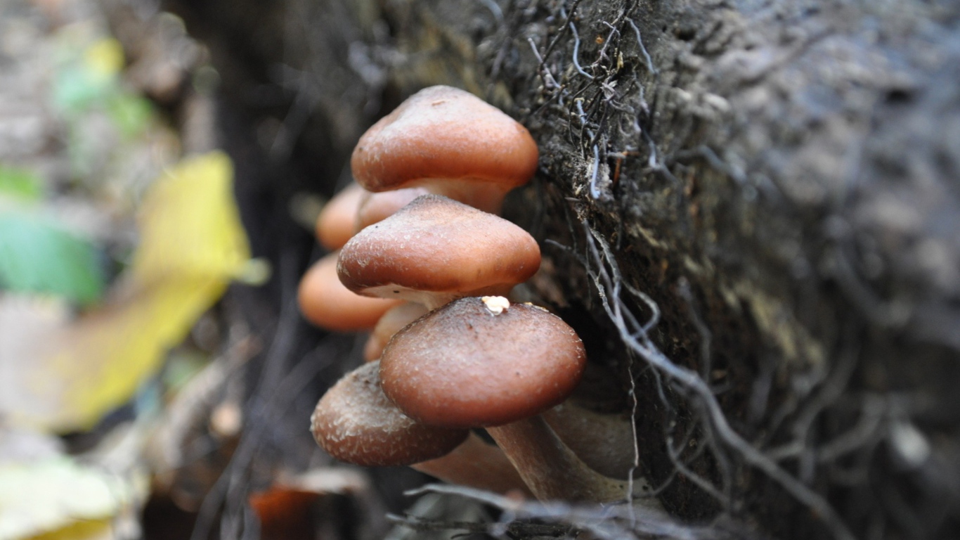 Грибы опята