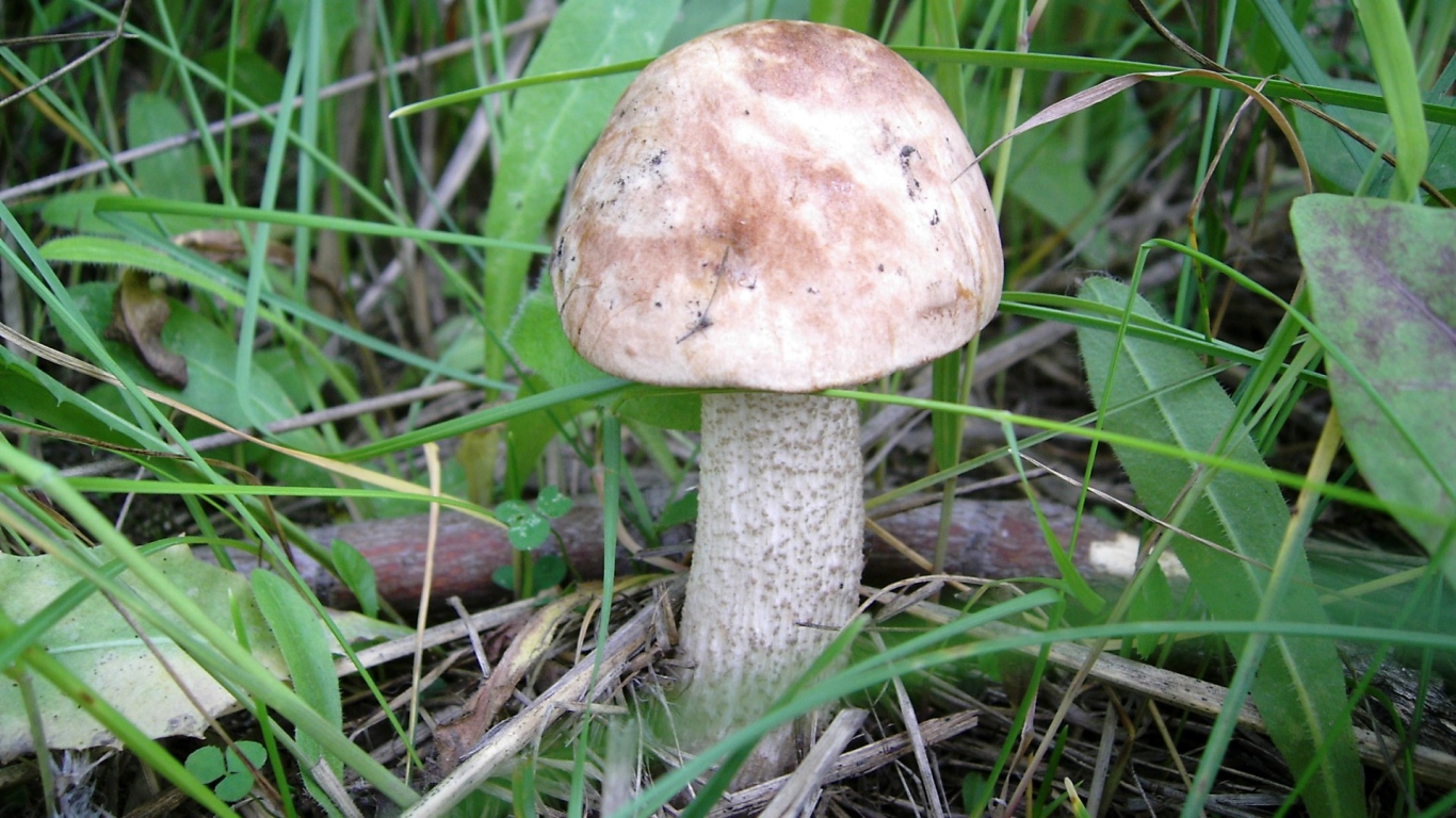Autumn Mushroom boletus