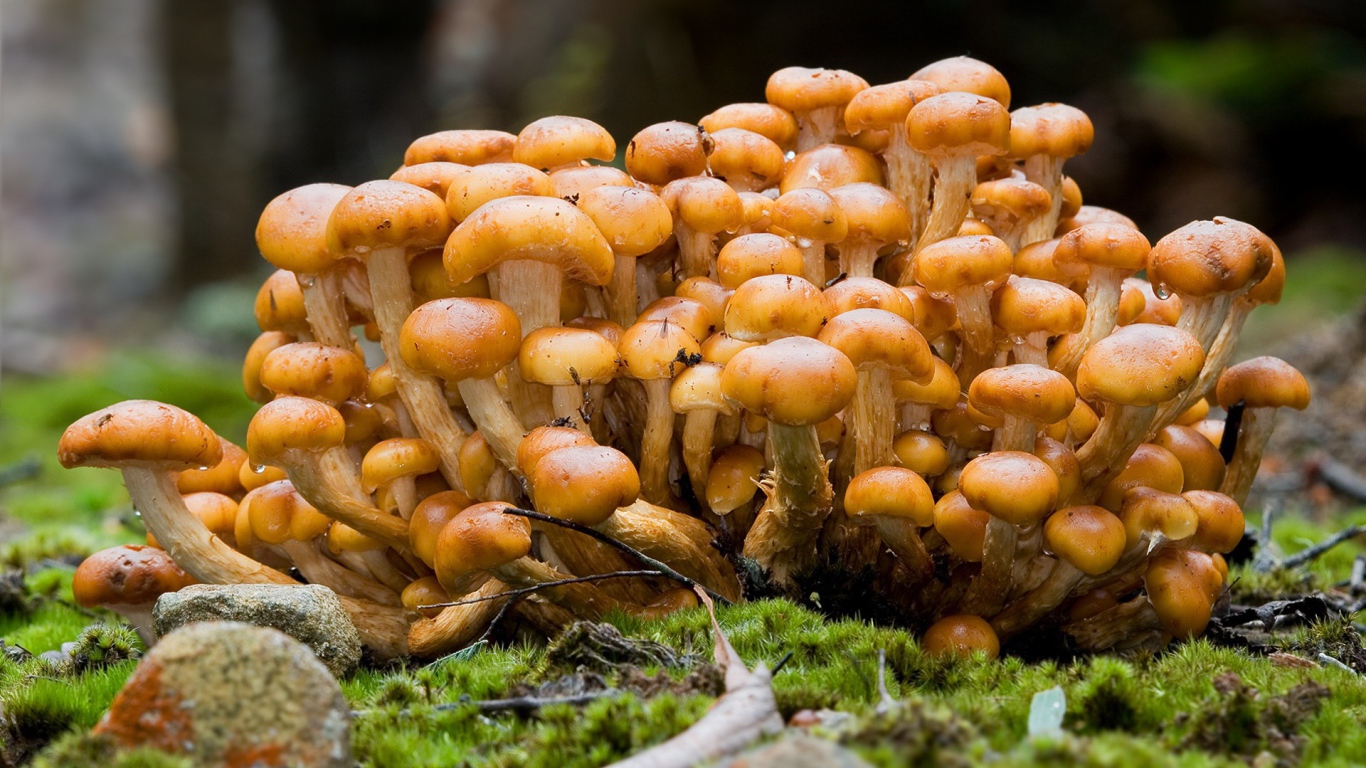 Семейка опят