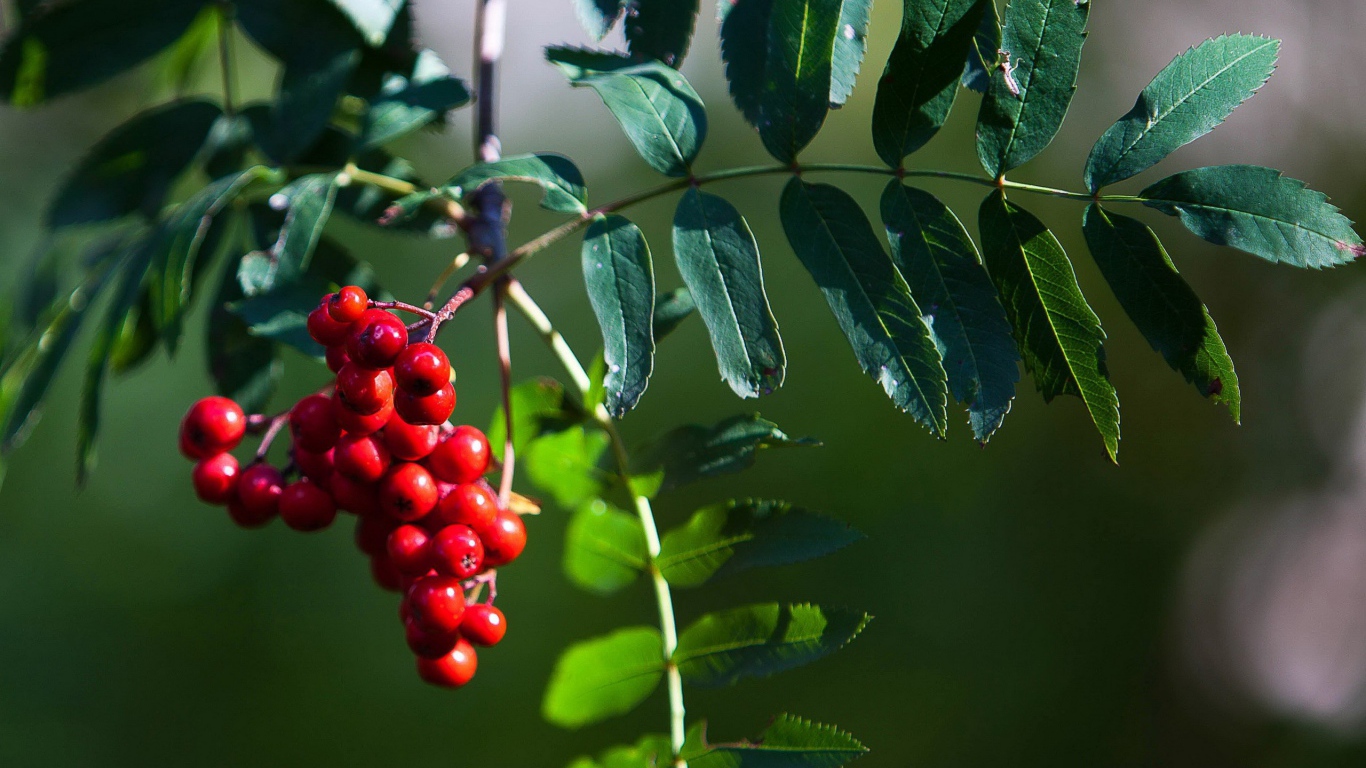 Гроздь рябины