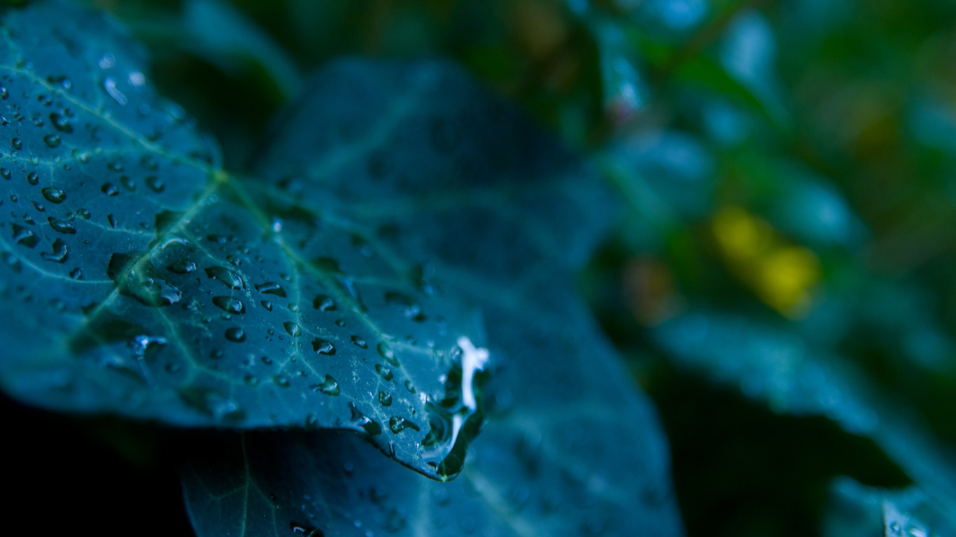 Сине зеленый лист с каплями 