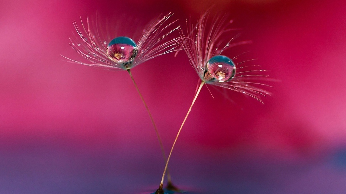 Семена одуванчика в воде