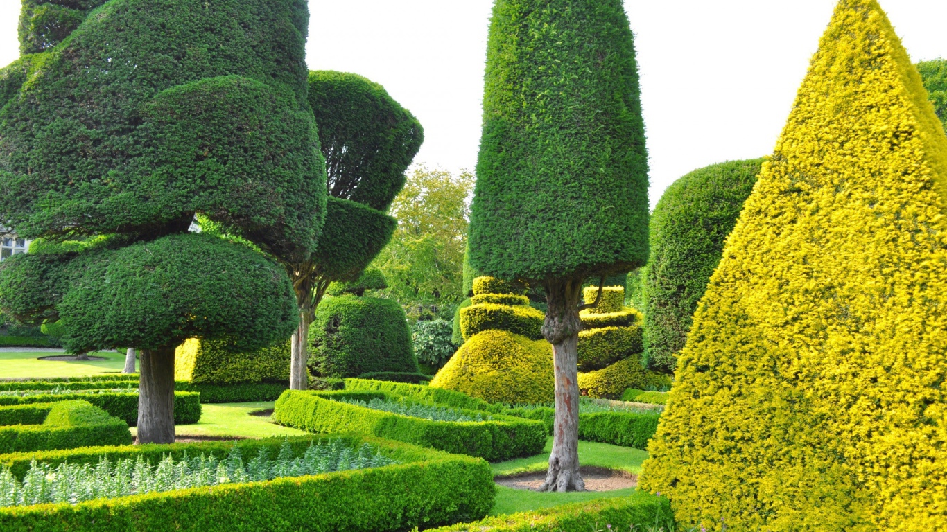 Ровные кроны деревьев