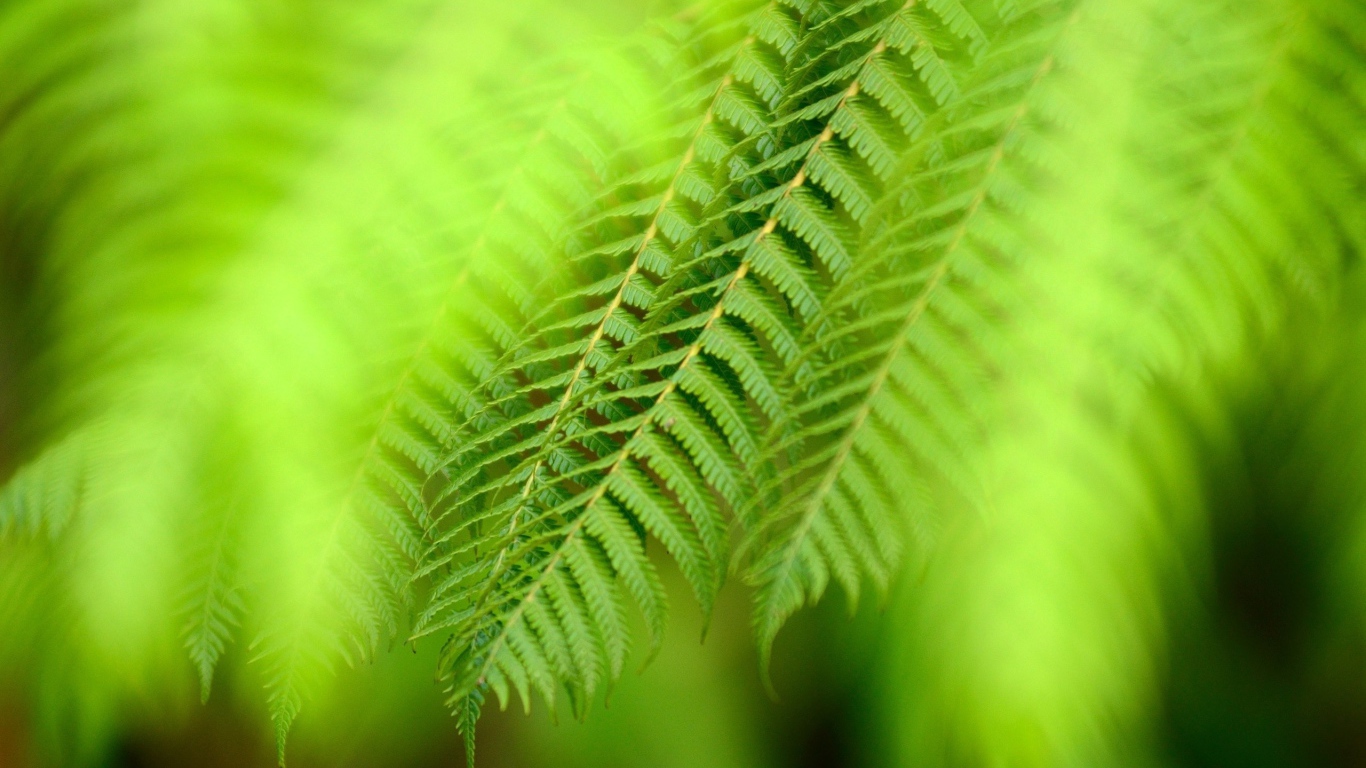 Ветка папоротника