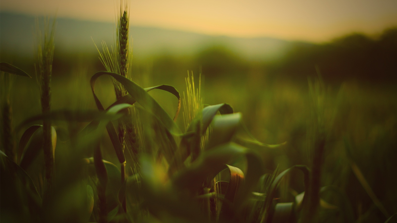 Трава с колосьями