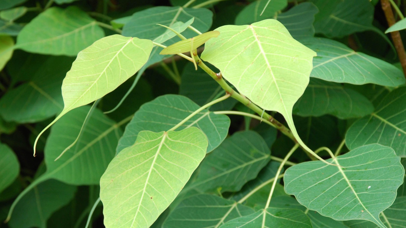 Зеленый кустарник