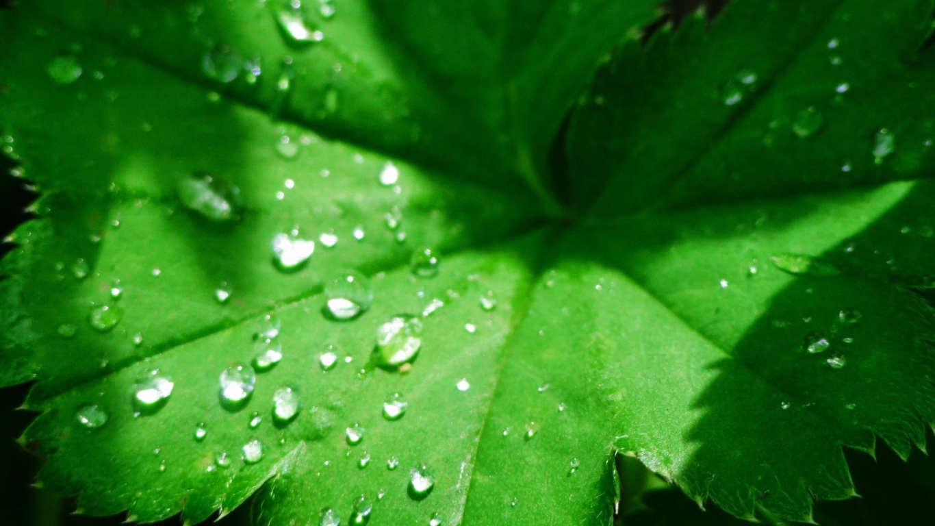 Зеленый листок с капельками воды