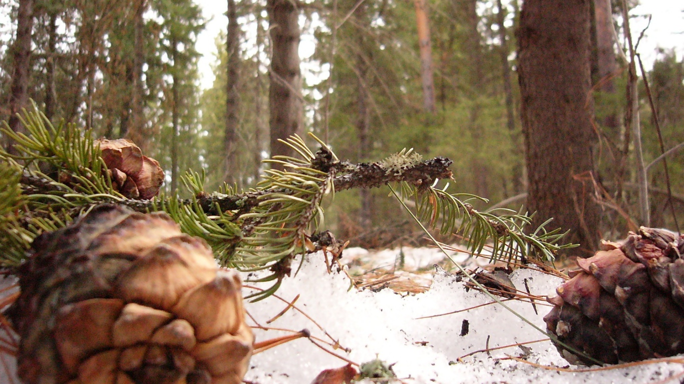 Шишки сибирского кедра