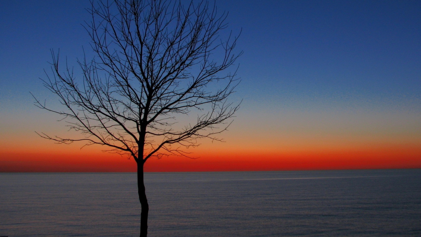 Дерево на утренней заре