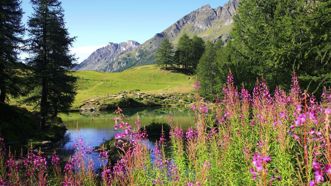 Цветет иван чай