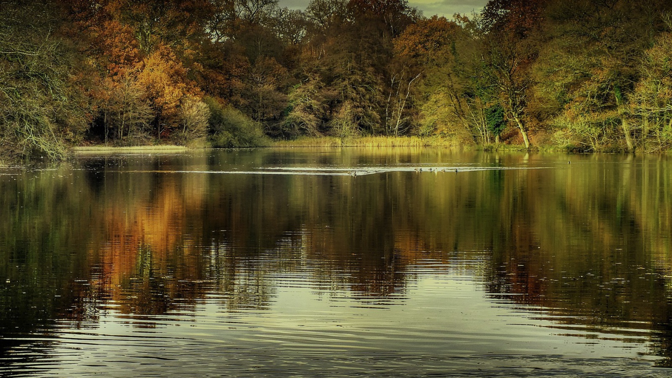 Утки на озере