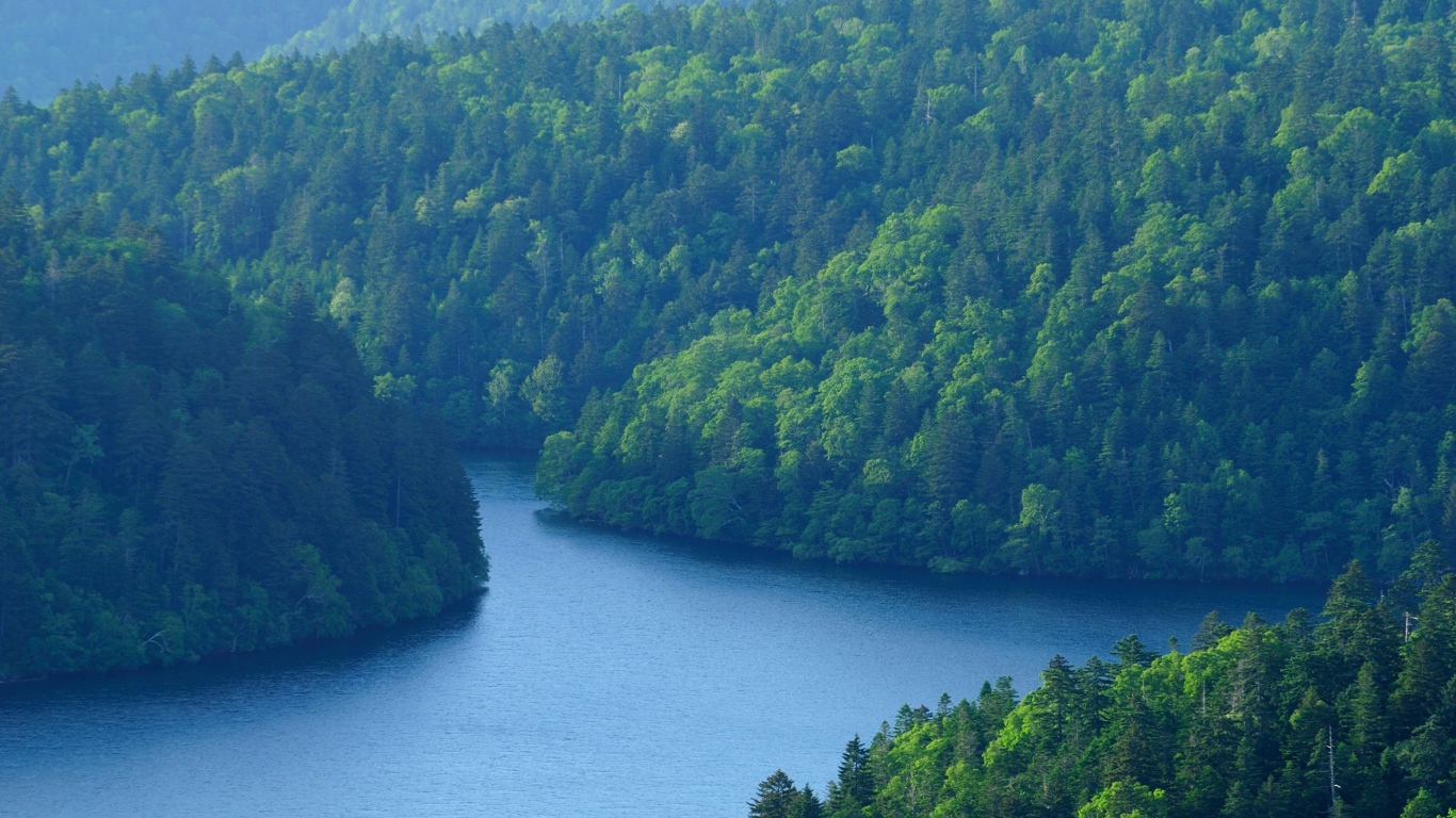 Лес у большой реки