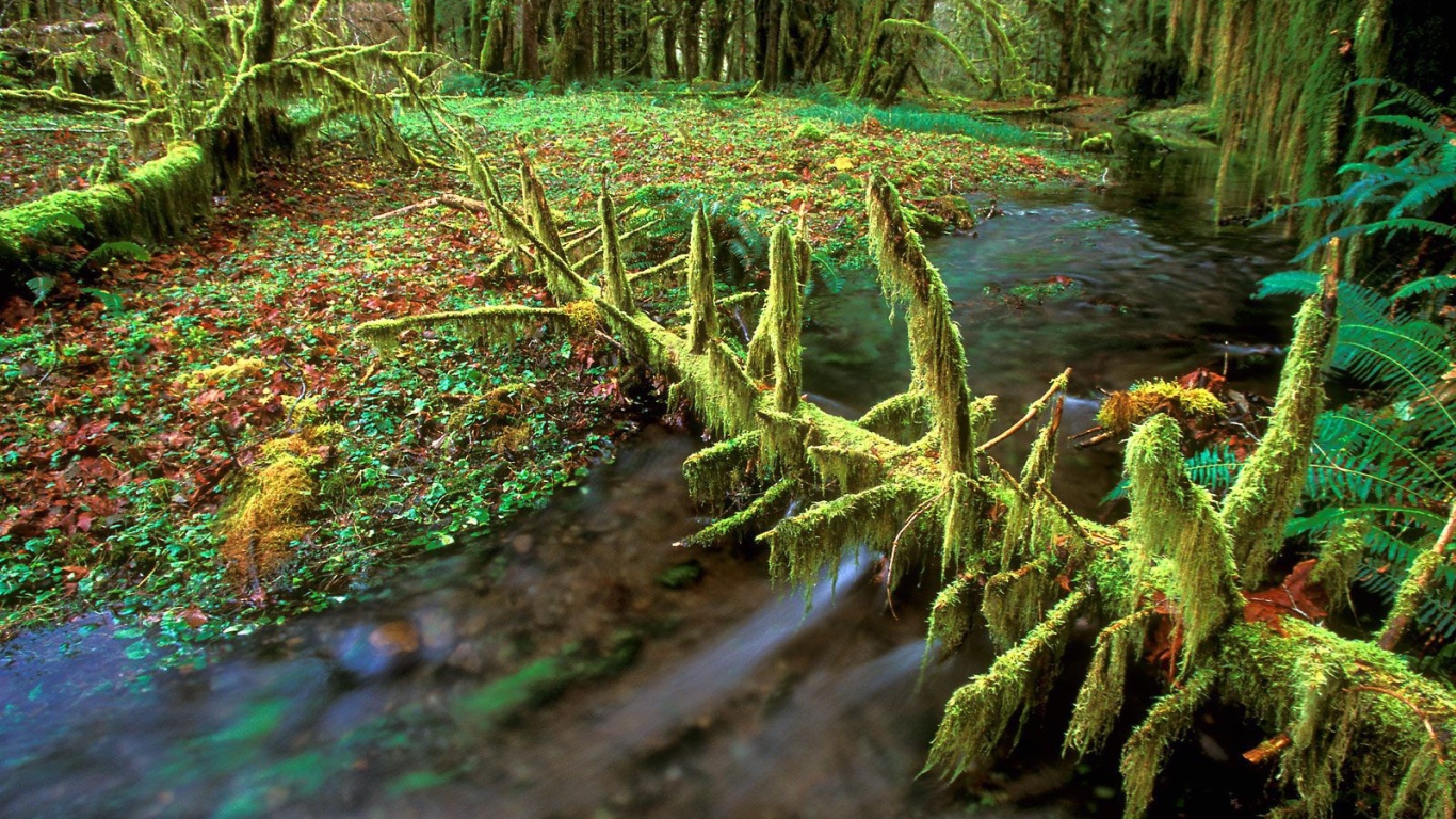 Очень дикая природа