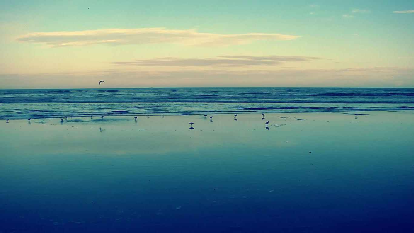 Птицы на мелководье