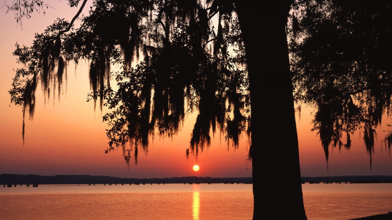 Темное дерево на фоне заката