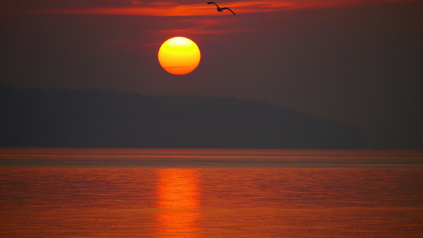 Закат над морем с птицей