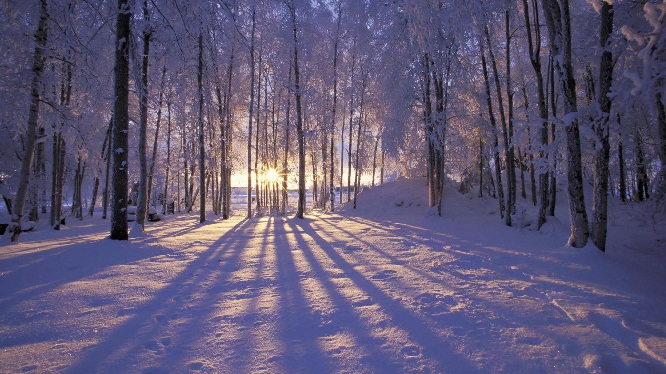 Вечерняя тишина в зимнем лесу