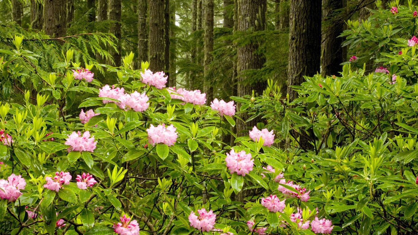 Парк в штате Вашингтон