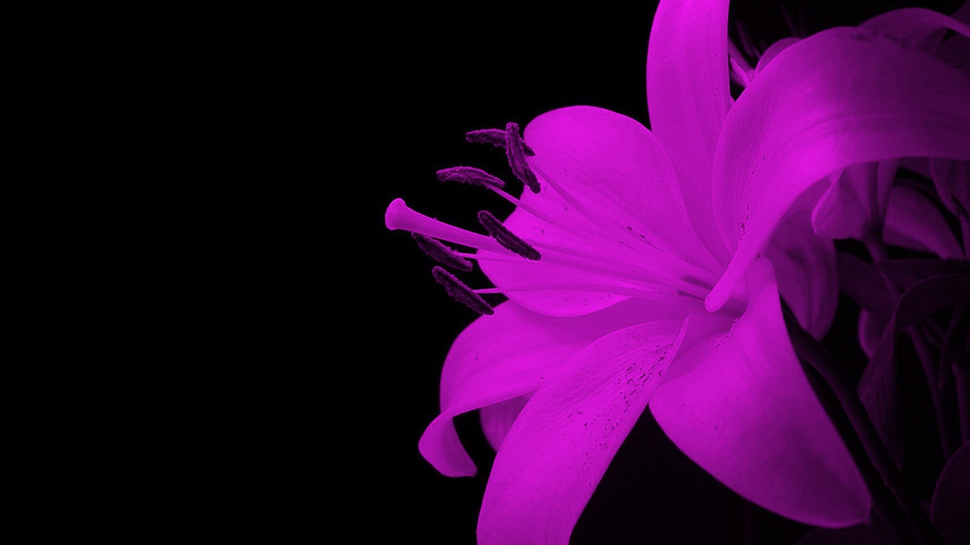 Эффектный цветок