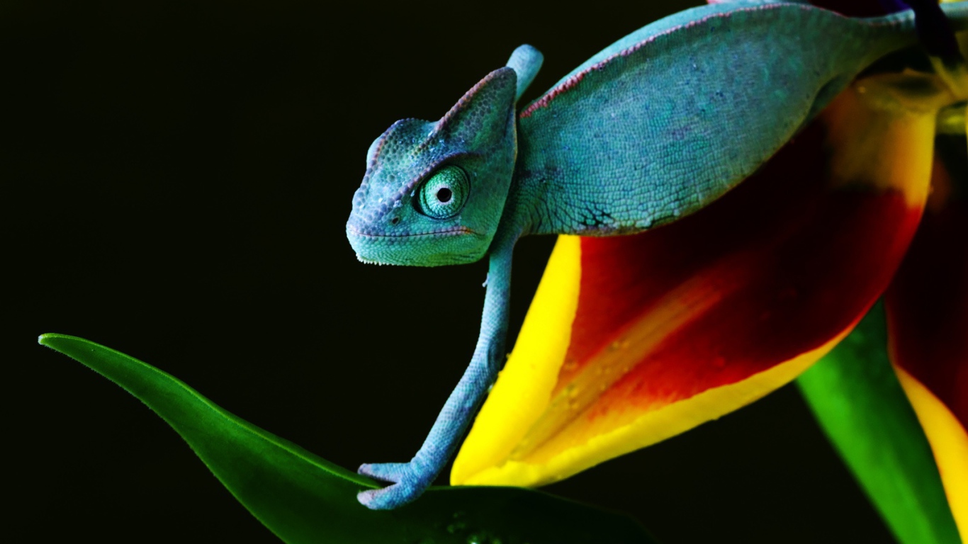 Хамелеон в голубом