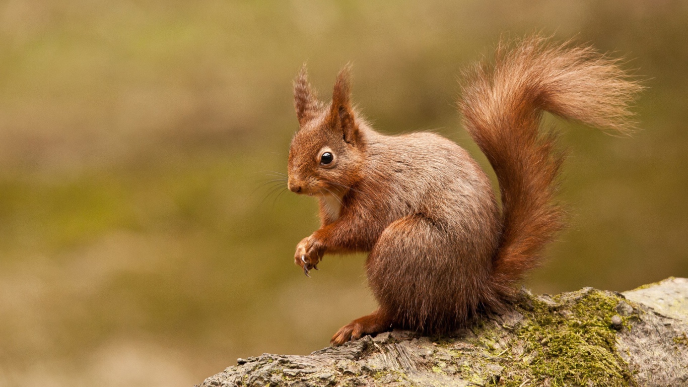 Любопытная белка