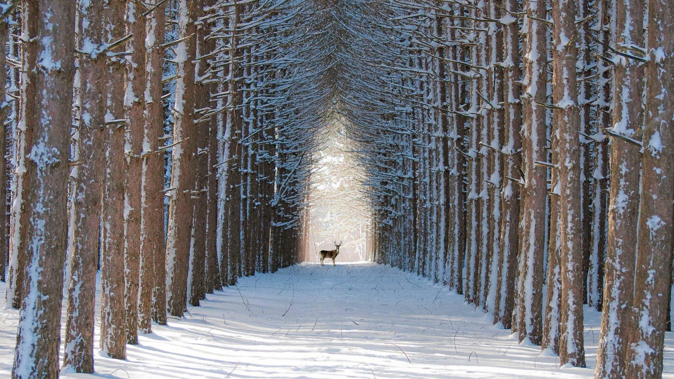 Олень в лесу