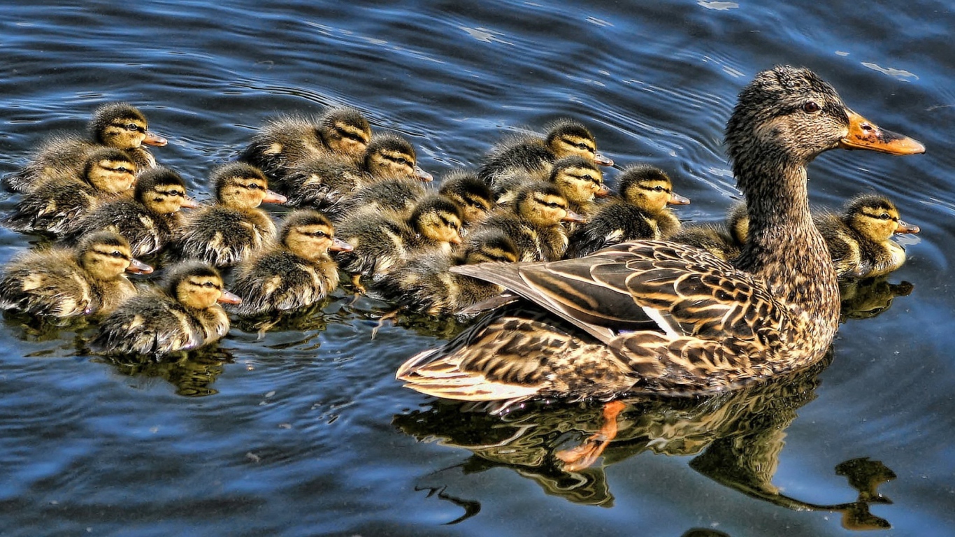 Утка с выводком