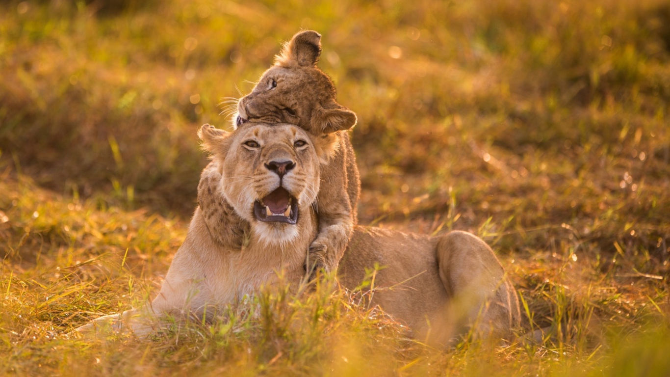 Львица и детёныш на травке