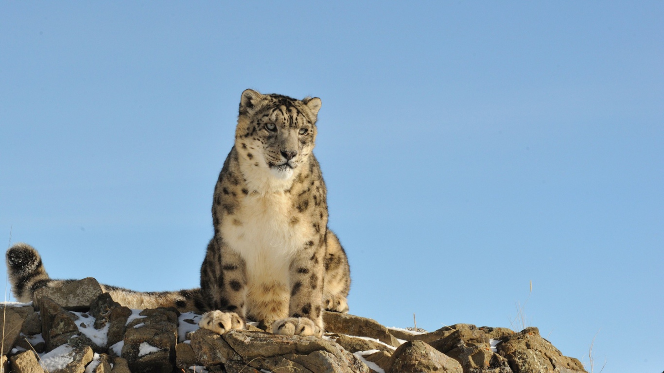 Грустное животное