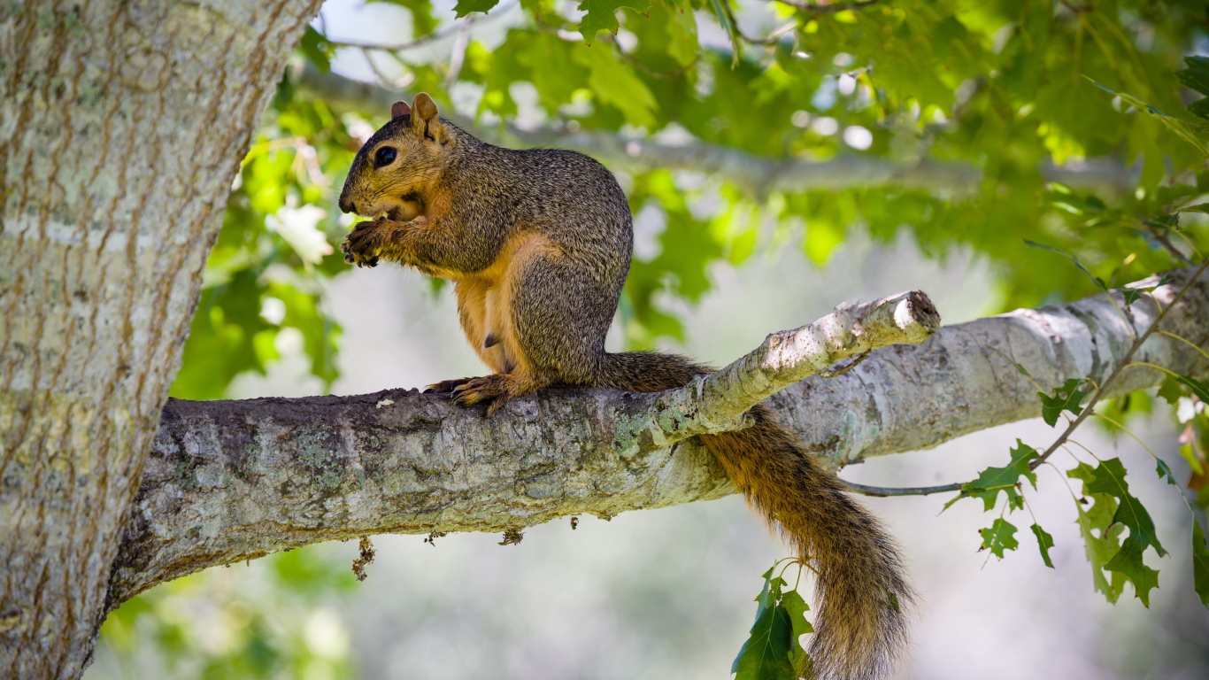 Белка сидит на дереве