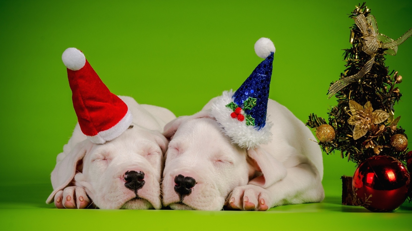 Два новогодних щенка 