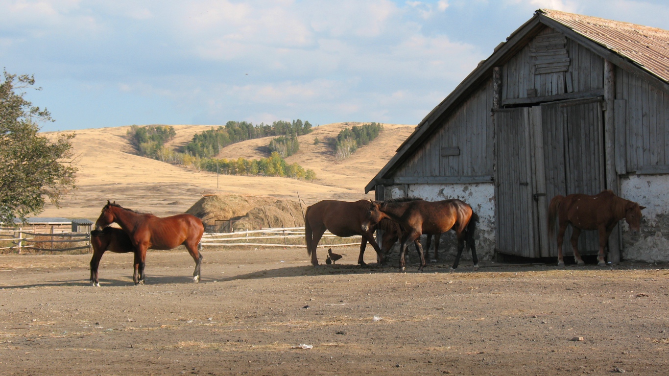Прогулка у конюшни