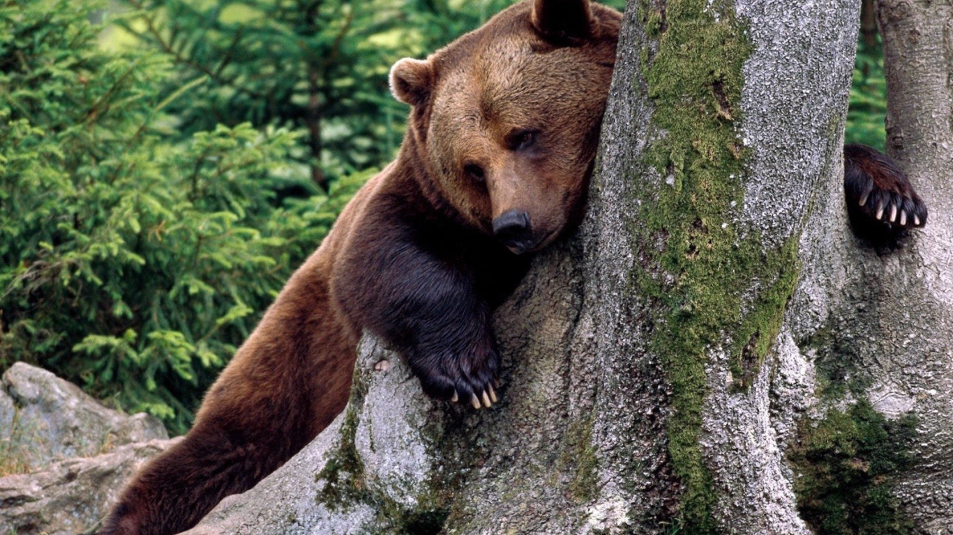 Медведь обнимает дерево