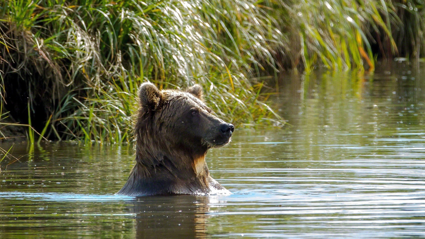 Медведь купается в реке