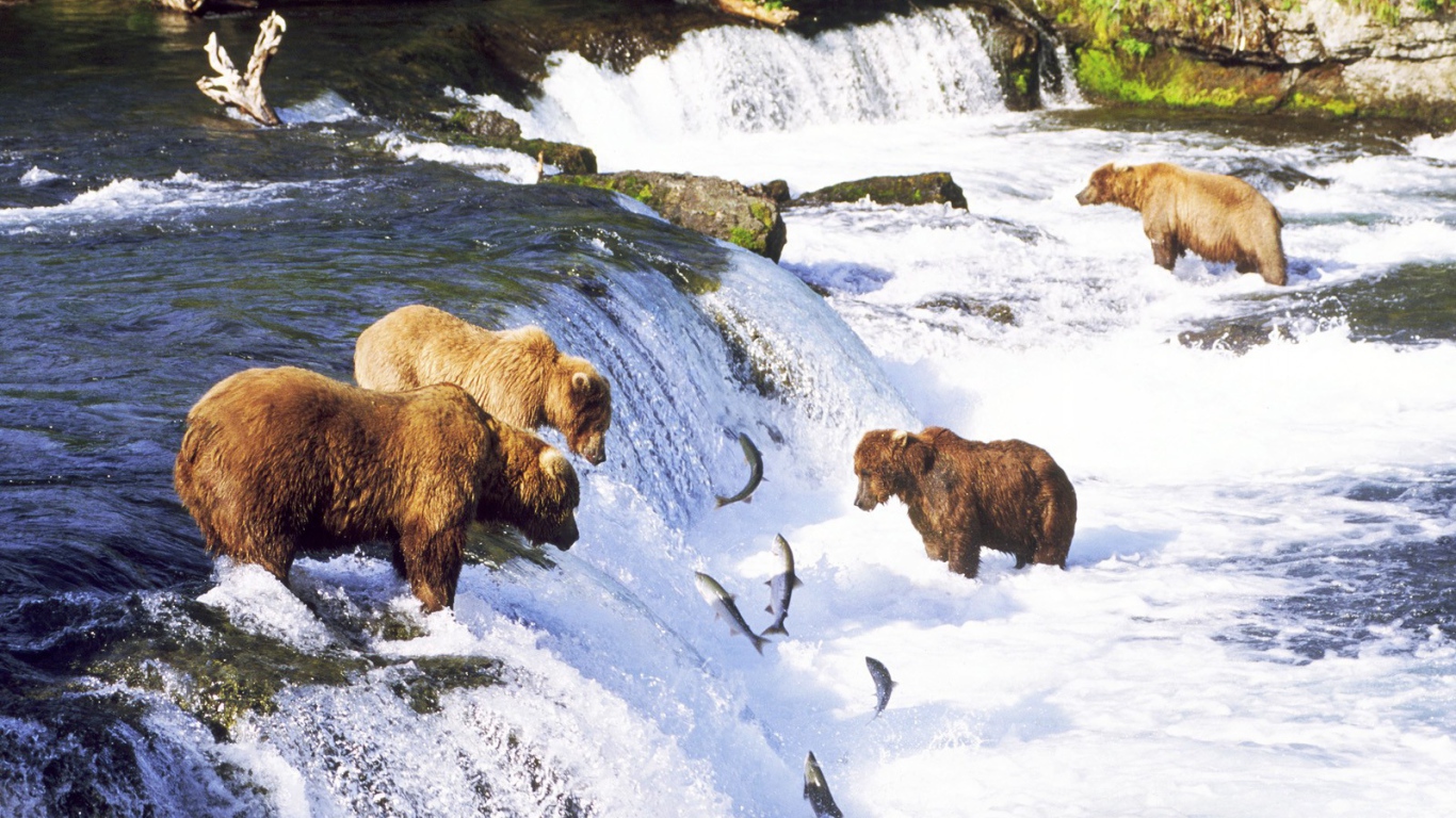 Медведи ловят рыбу