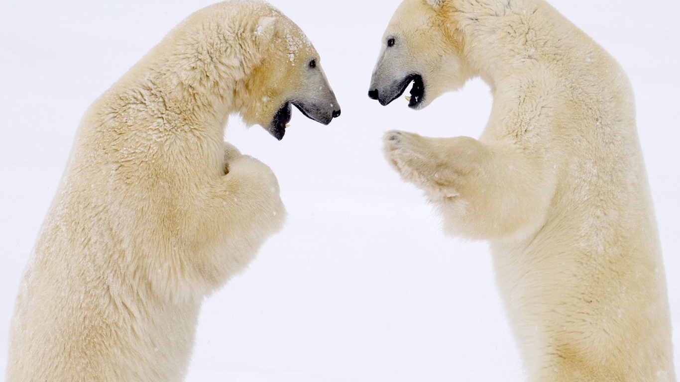 Схватка белых медведей