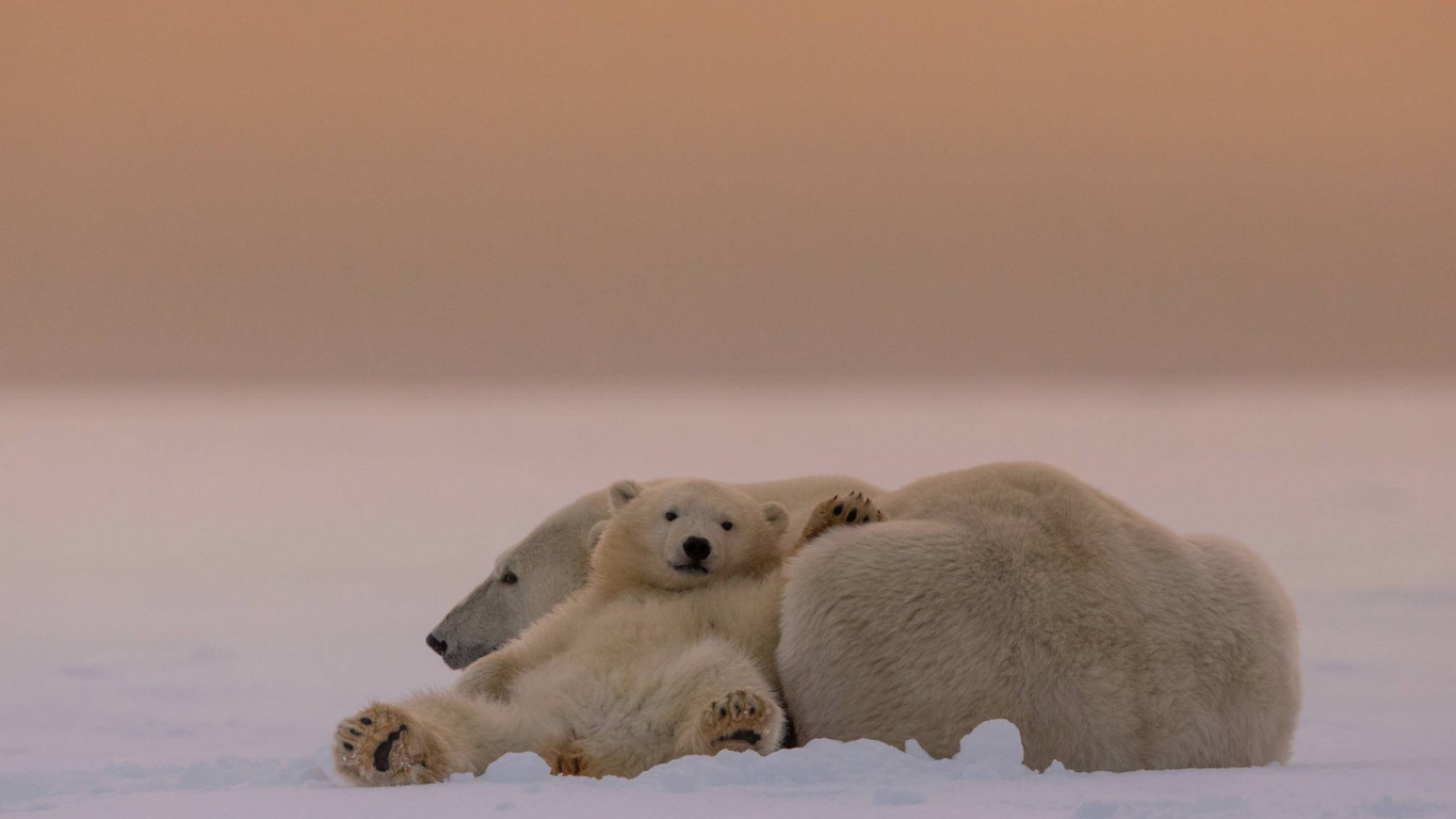 Белые медведи на снегу