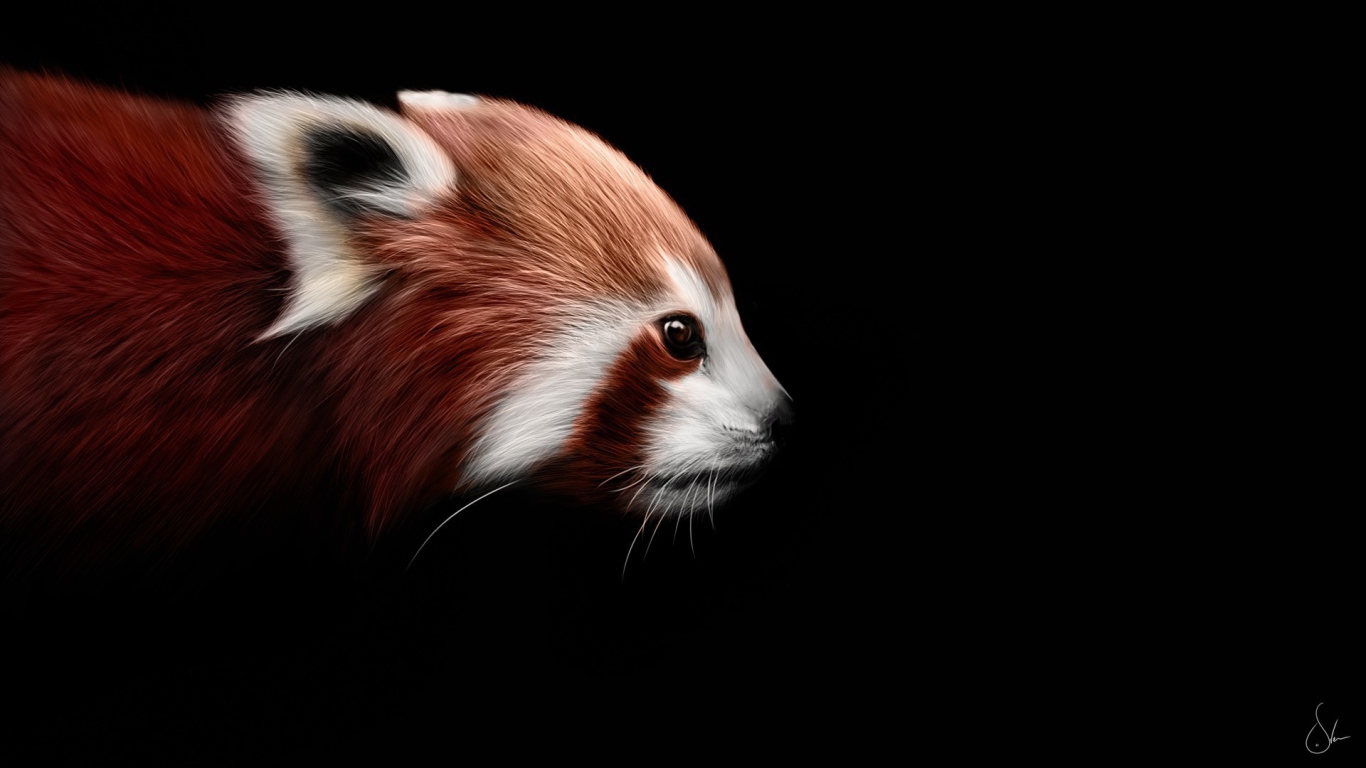 Red panda on a black background