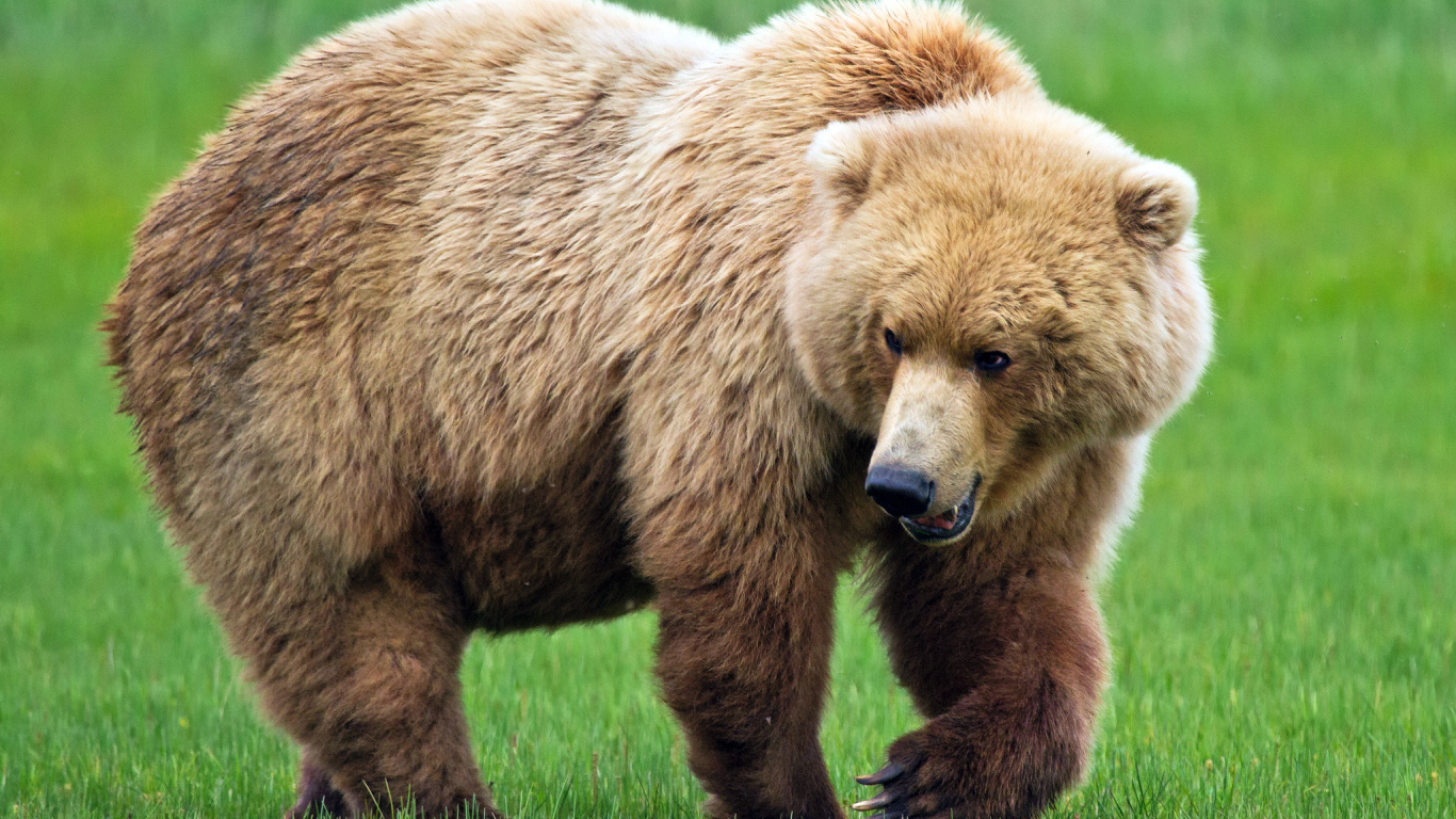 Медведь идет по траве